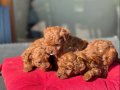 Oyuncak Gibi ToyPoodle Yavruları