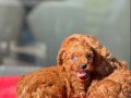 Oyuncak Gibi ToyPoodle Yavruları