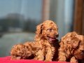 Oyuncak Gibi ToyPoodle Yavruları