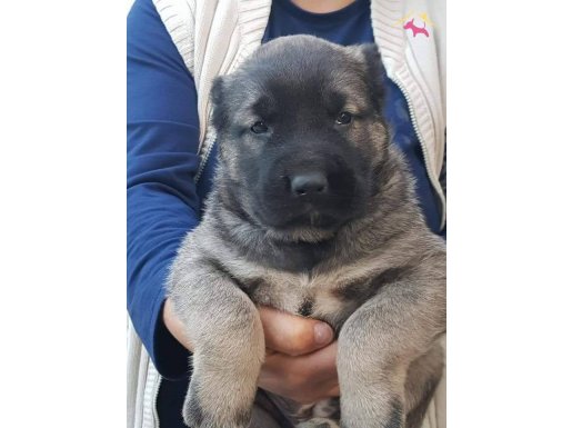 Satilik Kangal