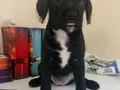 Frenchbulldog ve Poodle kırması
