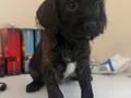 Frenchbulldog ve Poodle kırması