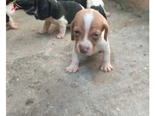 şok kanpanya basset yavrularda