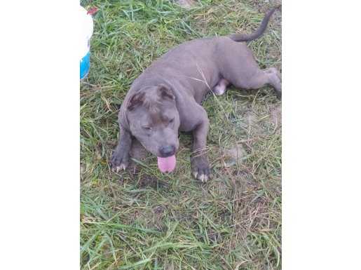 Dişi erkek genç pitbullar