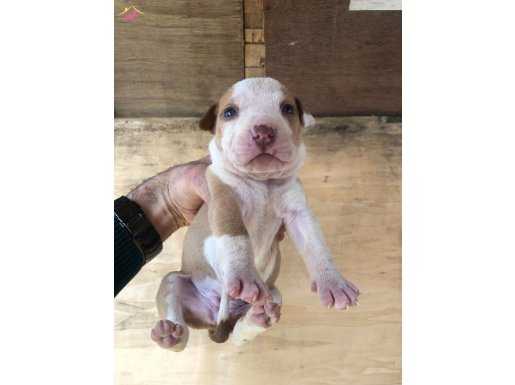 Yavru pitbullar