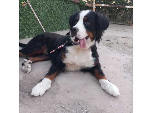 Genç dişi uysal bernese