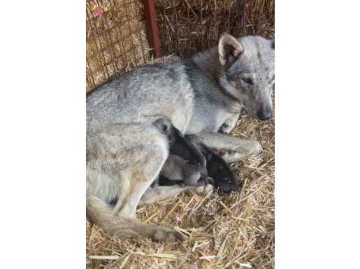 WOLFDOG kurt yavru ve genç