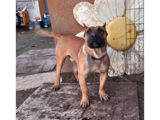 Genç erkek presa canario 
