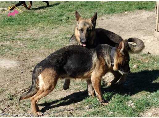 Genç alman kurtları siyah,sable ve standart 