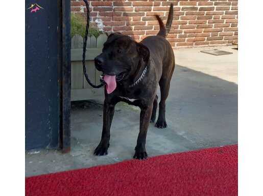 Genç presa canario egitimli 