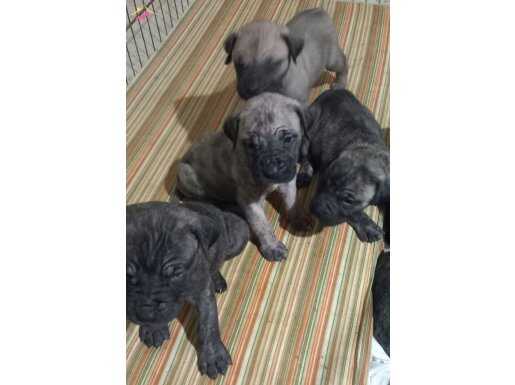 Yavru ve genç presa canario lar