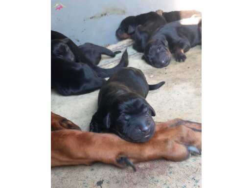 Yavru ve genç dobermanlar 