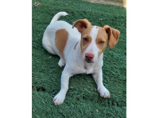 Genç dişi jack russell 