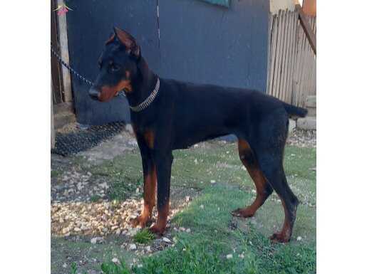 Genç dobermanlar 
