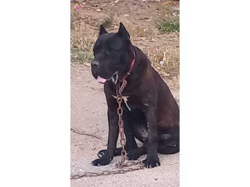 Genç erkek cane corso egitimli 