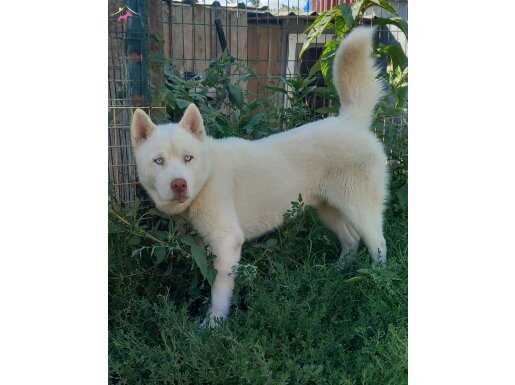 Albino husky 1 yaş