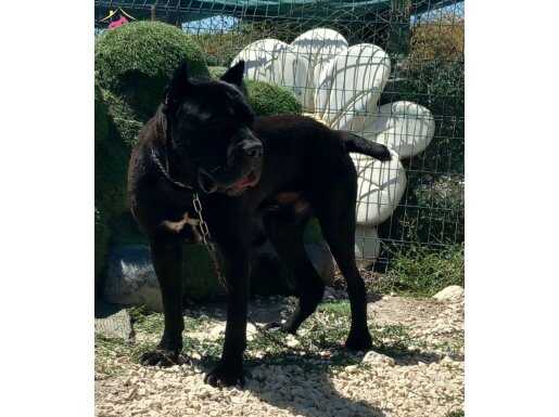 Genç cane corso egitimli 