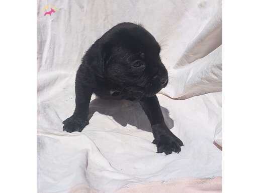 Siyah erkek cane corso yavru