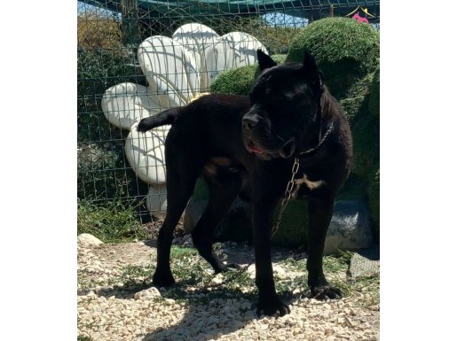 Cane corso genç erkek ve dişiler