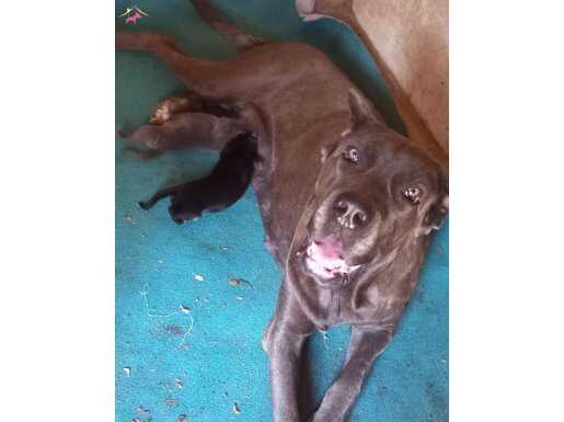 Cane corso yavrular 