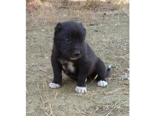 Kara kangal yavruları