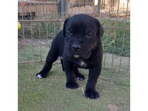 Cane corso yavrular 
