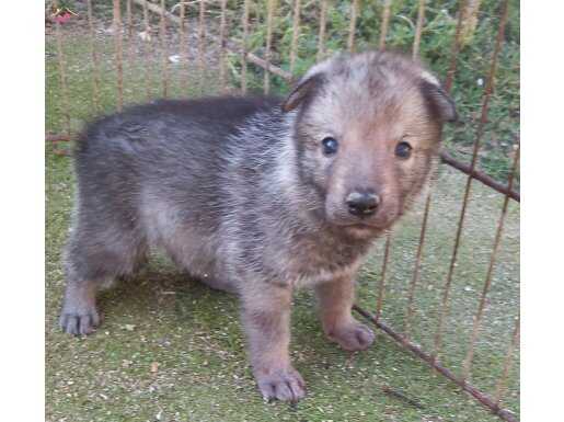 Wolfdog dişi yavru 