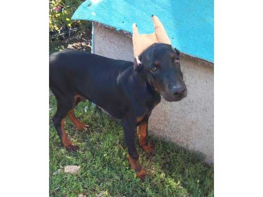 4 aylık estetikli erkek doberman
