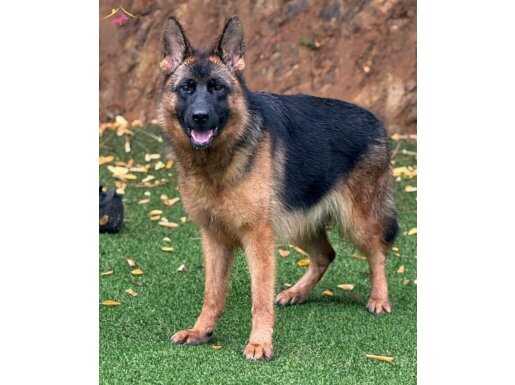 Alman kurdu genç Safkan 