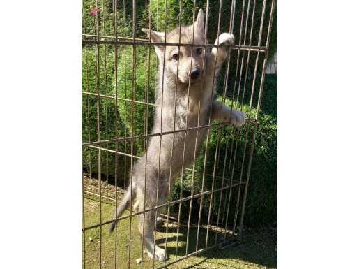 Wolfdog dişi yavru 