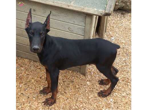 Erkek 4 aylık Doberman 