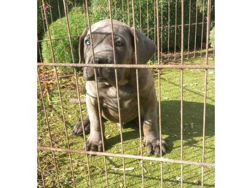 Erkek cane corso safkan 