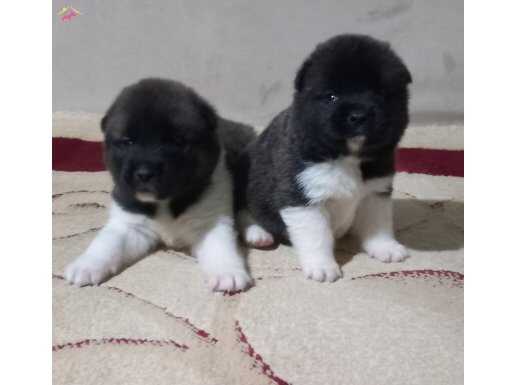 Amerikan akita yavrular 