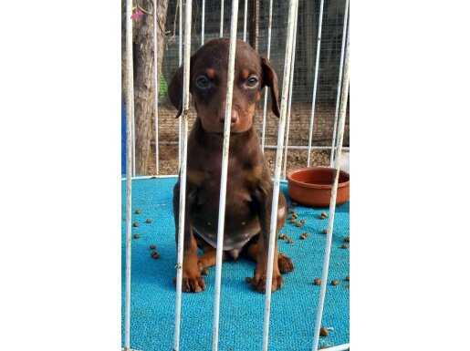 Kızıl dişi doberman 