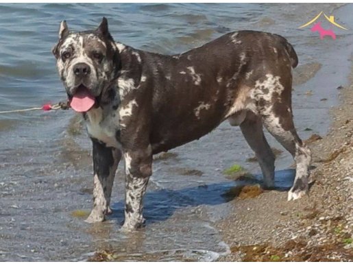 Merle cane corso yavruları
