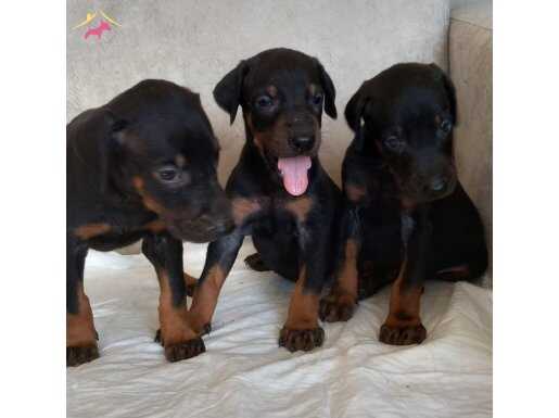 Yavru ve genç dobermanlar 