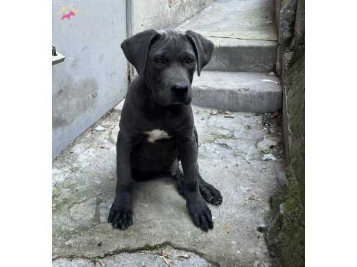 4 aylık erkek blue cane corso