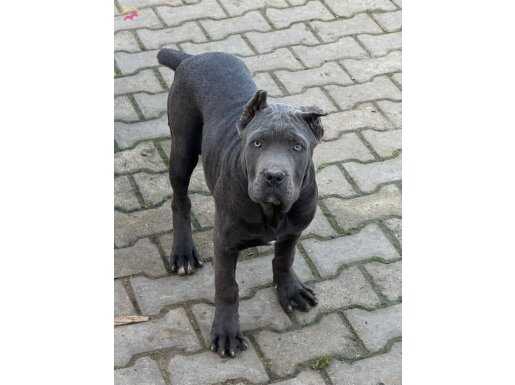 4 aylık cane corso erkek