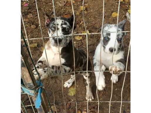 Merle cane corso yavrular