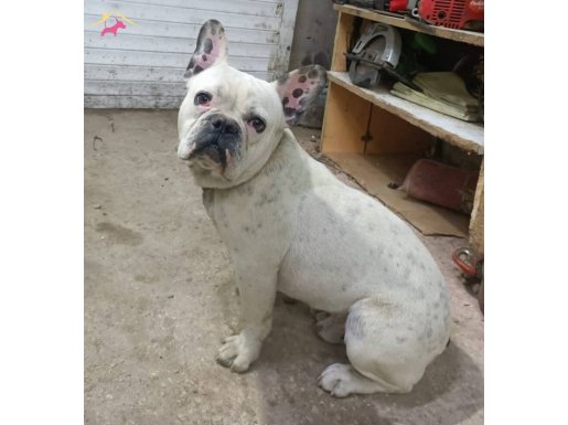 Genç erkek Fransız buldog 