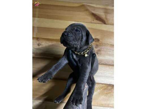 Cane corso yavrular 