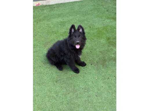 Secereli Gece Siyahı Alman Kurdu Yavruları - Sosyal ve Karakterli