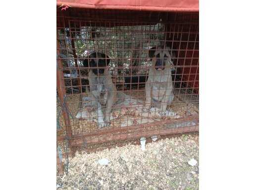 Anadolu Mirası: Heybetli ve Koruyucu Kangal Yavruları