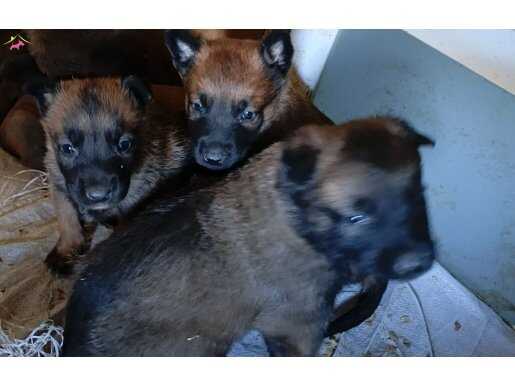 Karakterli ve Atik Yavru Belçika Kurtları | Yeni Yuvasına Hazır