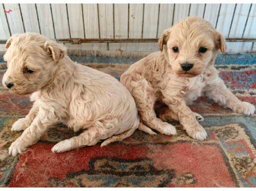 Safkan maltipo yavruları 