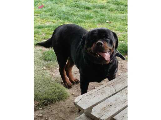 Dişi rot scr li ve yarışmada 2 ciligi var