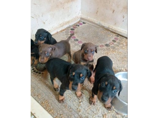 İstanbul/Silivri’de yerinde görebileceğiniz Yavru Dobermanlar