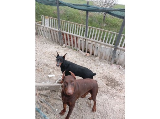 Genç Erkek Dişi Korumacı Dobermanlar