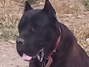Genç erkek cane corso egitimli 