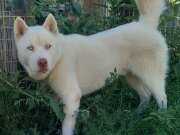 Albino husky 1 yaş